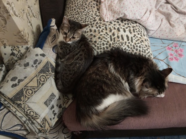 Подкидыш к котовторнику