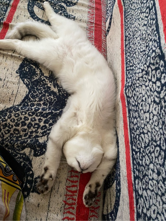 Спящие коты - это что-то с чем-то