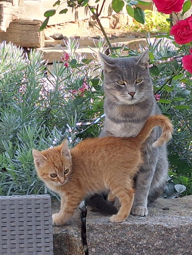 Котовторник 05/11/2024
