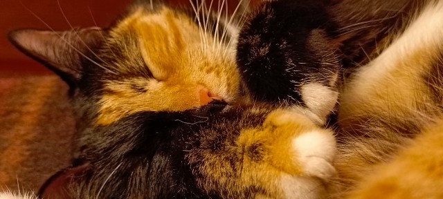 Здравствуй человек