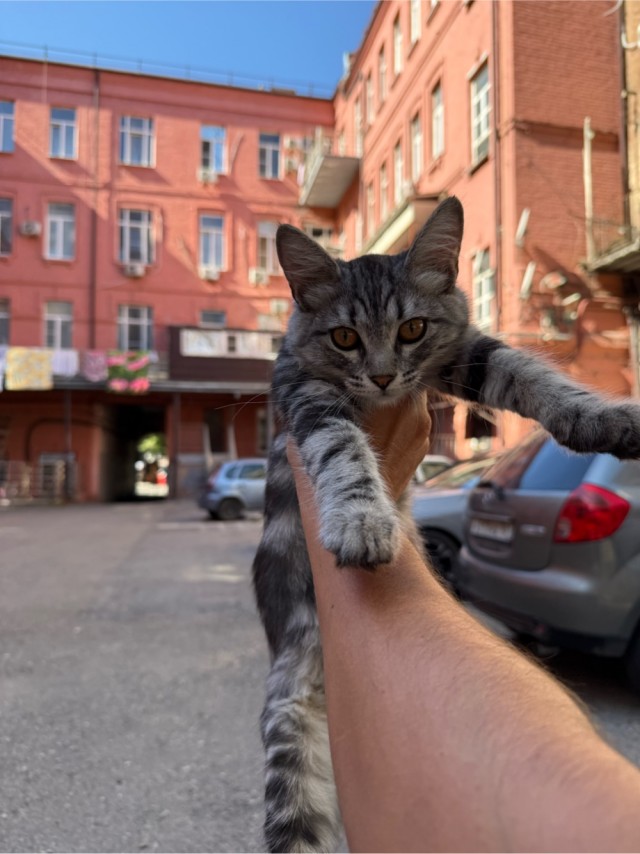 К котовторнику