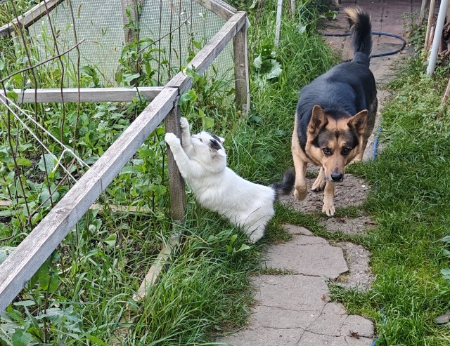 Котовторнику да