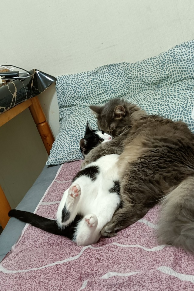 К-котовторник.