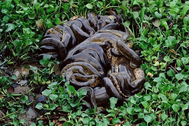 5 фактов об анаконде, которые ломают ваши шаблоны об этой змее