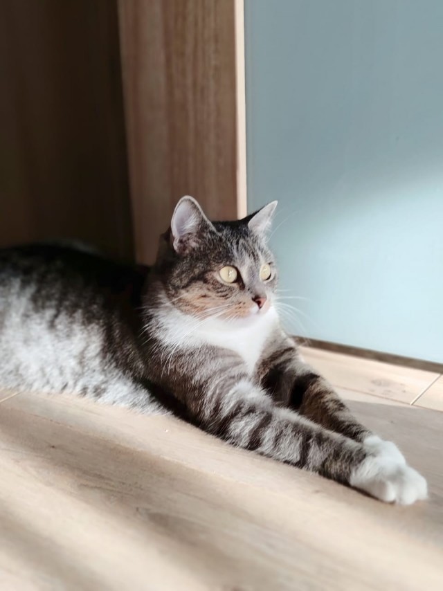 Котовторник. Маруселла.