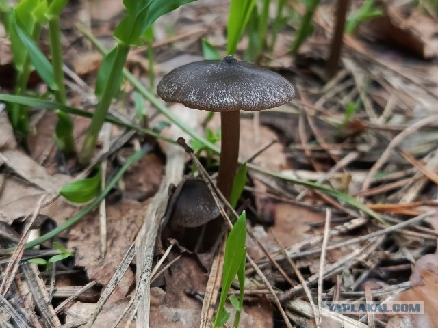 Литературное заведение "Буквица"