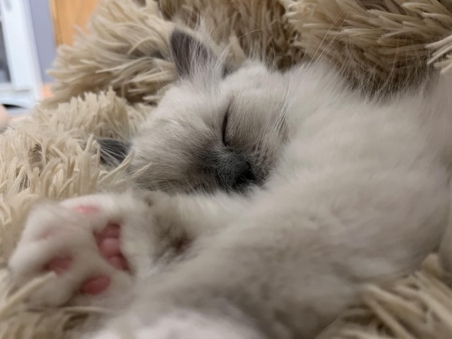 Уставший малыш (котовторник)