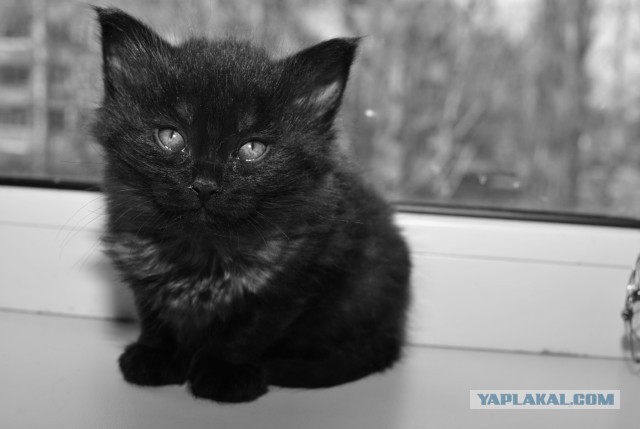 Котята