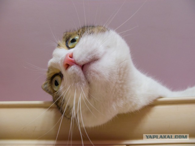 Котовторник 22.07.14