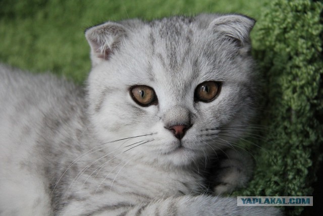Котовторник 12.08.2014