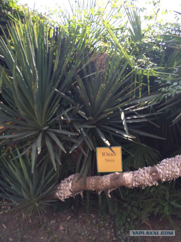 Кому отсыпать?