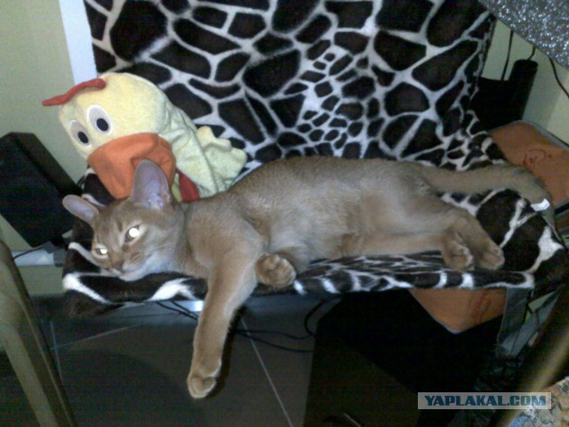 Котовторник 16.09.14