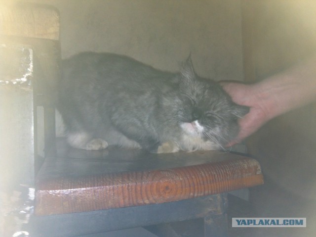 Котовторник 21.10.2014