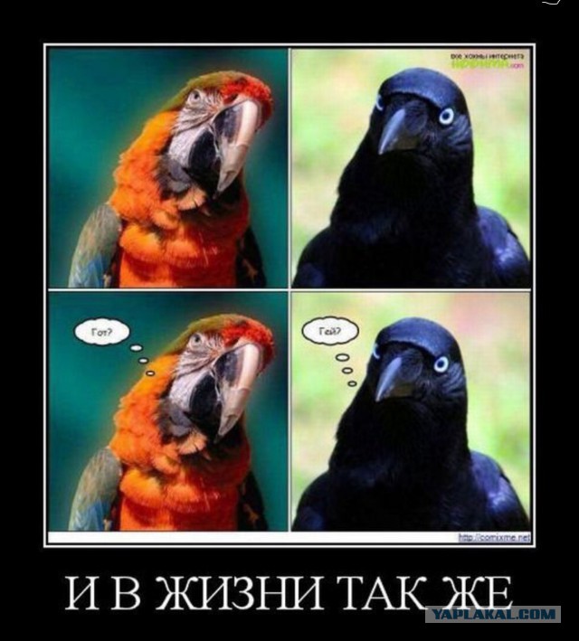 Горячие демотиваторы
