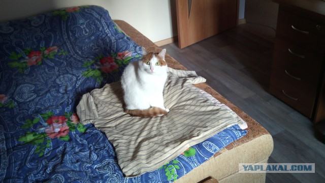 Котовторник 27.01.2015
