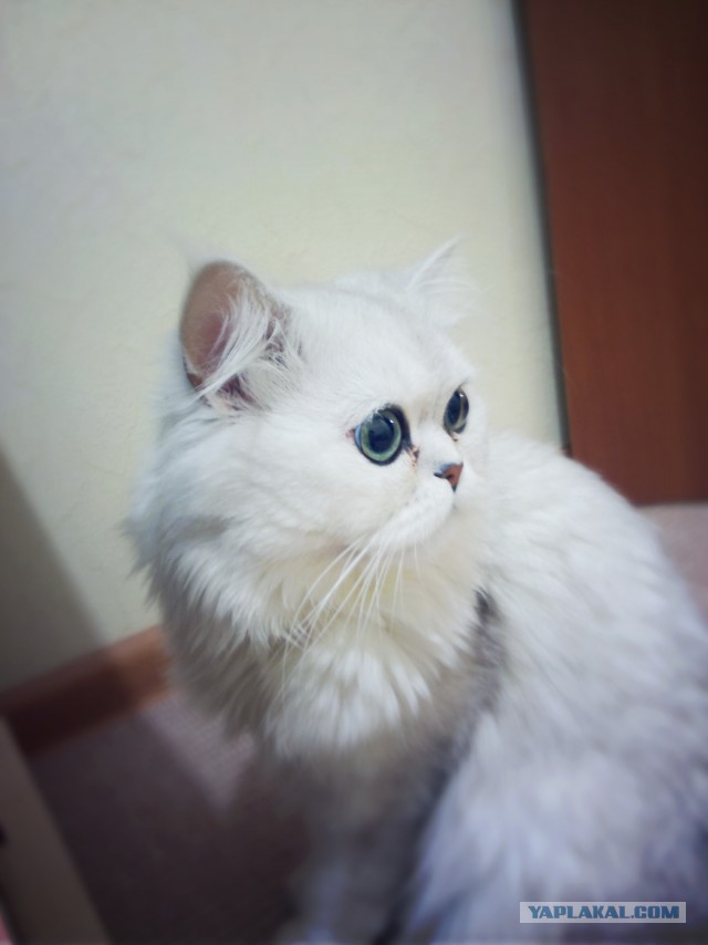 Котовторник