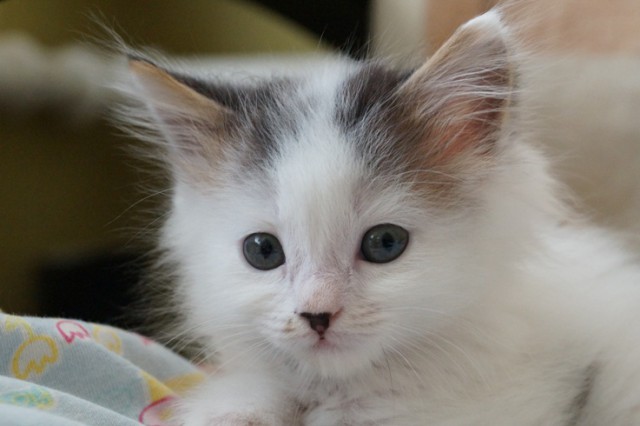 Отдам котейку