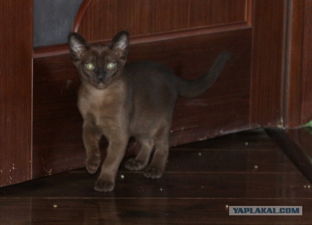Котовторник  10.11.2015