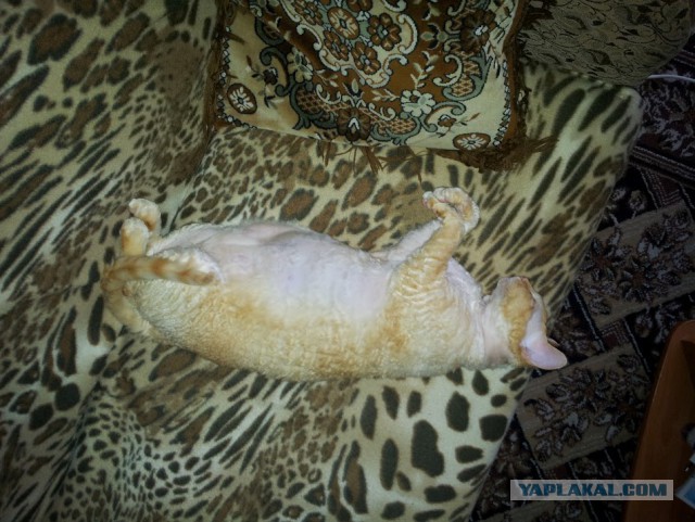 Новогодний котовторник,05.01.16.