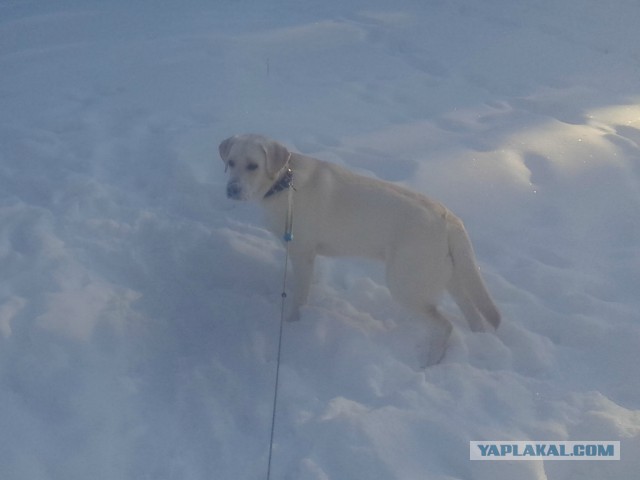 Собакочетверг