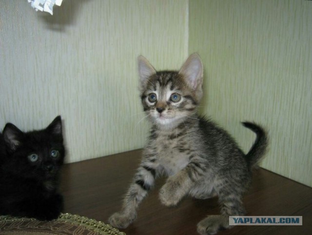 Онажемать и котята...