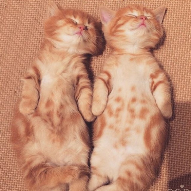 Коты из сети