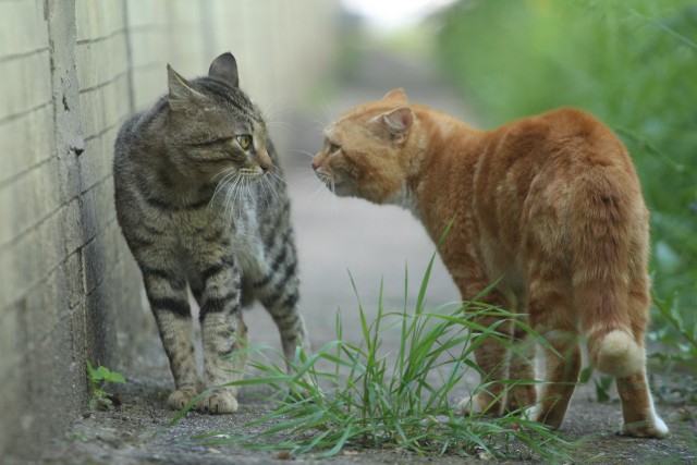 Портреты бродячих котов