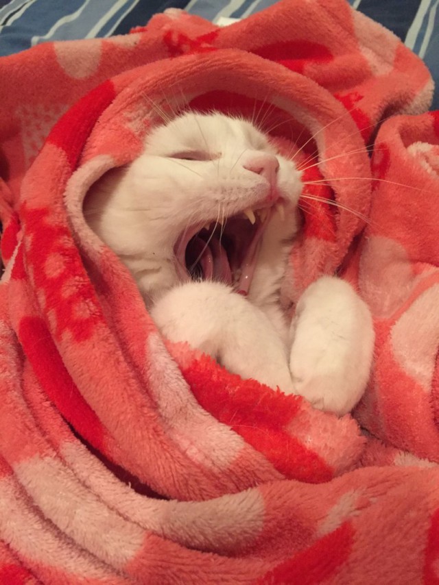 Коты и Кошки