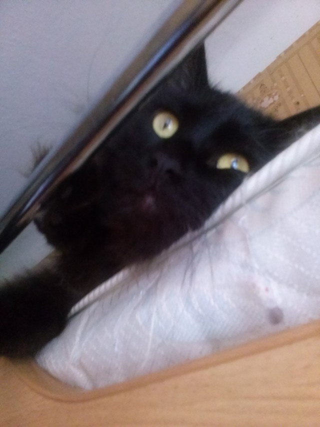 К началу котовторника