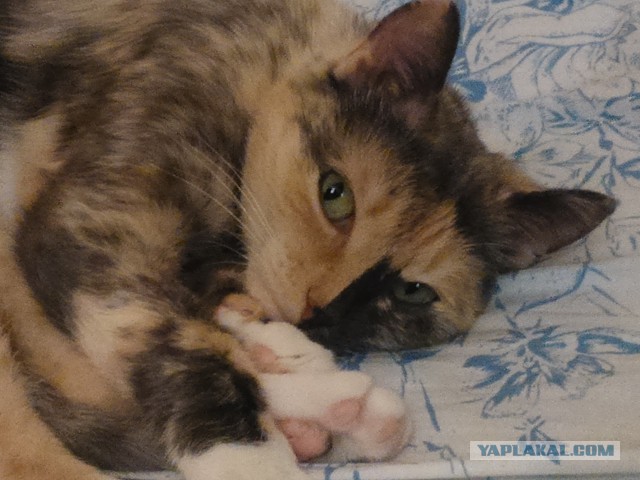 Котовторник  25.07.2017