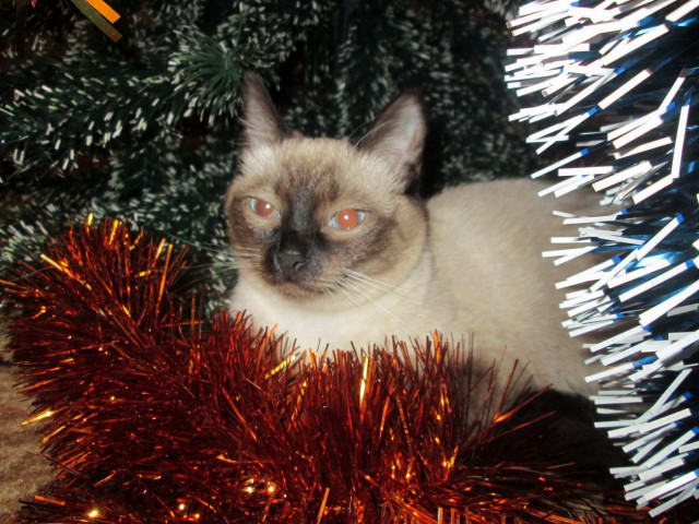 Фотографии кошек на новогодних елках начинают заполнять интернет