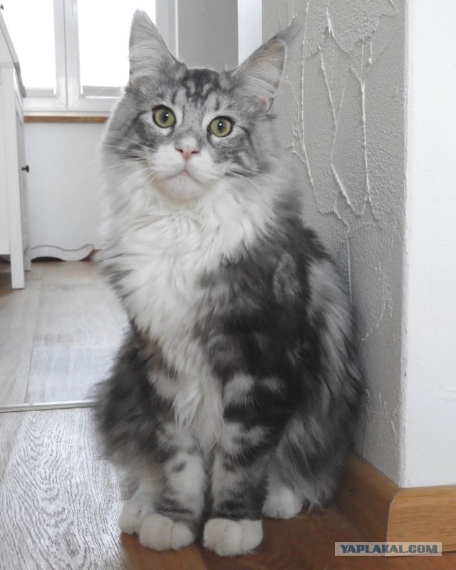 Котовторник!