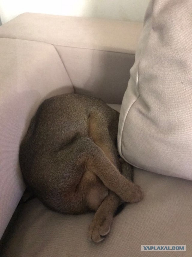 Котовторник 9.01.2018