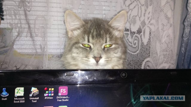 Котовторник  23.01.2018