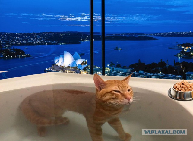Фотожабы: кот в ванной