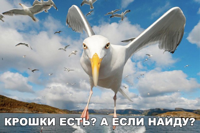 Нестандартный юмор