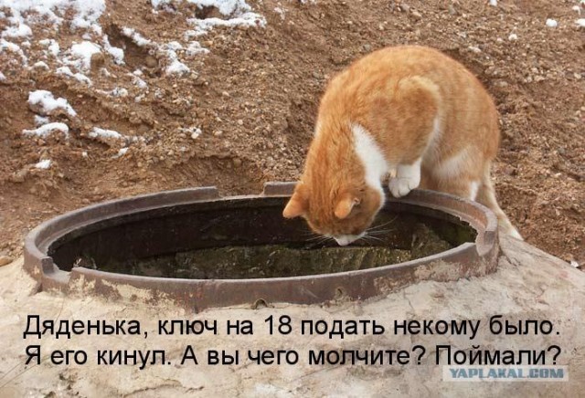 Ура, котовторник!