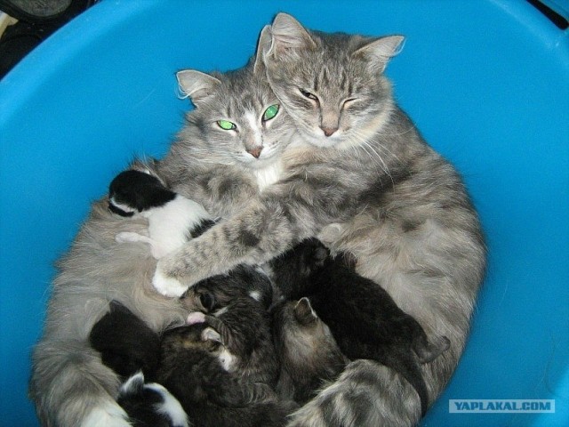 Котовторник, для любителей кошек
