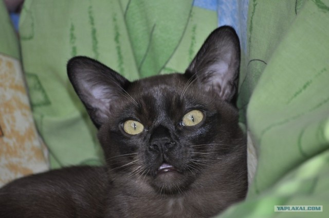 Котовторник! 13.03.2012