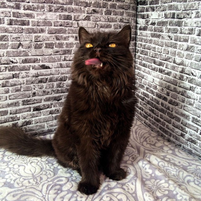 Прикольных котов пост