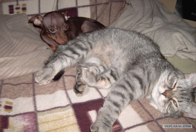 Собакочетверг