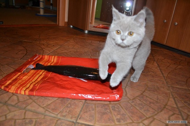 Котовторник  16.10.12