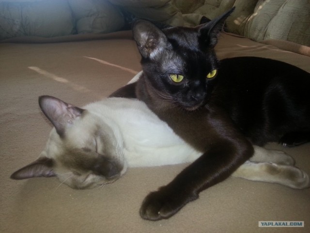 Котовторник 12.02.13