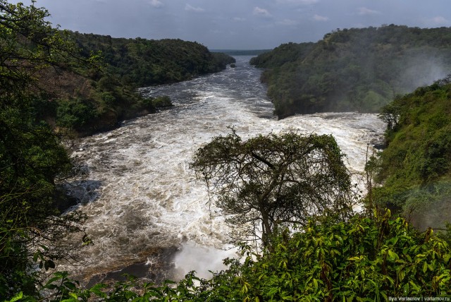 Уганда: самая настоящая Африка с гориллами и носорогами!