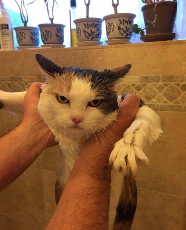 Котовторник!