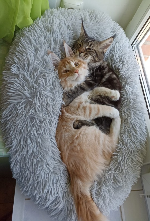 Котоленд. Два сфинкса и шотландская красотка в поисках дома!