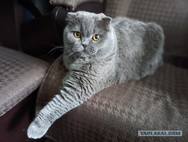 Начну котовторник чуть раньше!