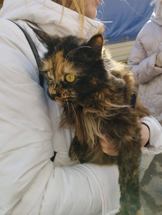 В Ейске спустя 2 недели нашли кошку в доме, на который упал самолет