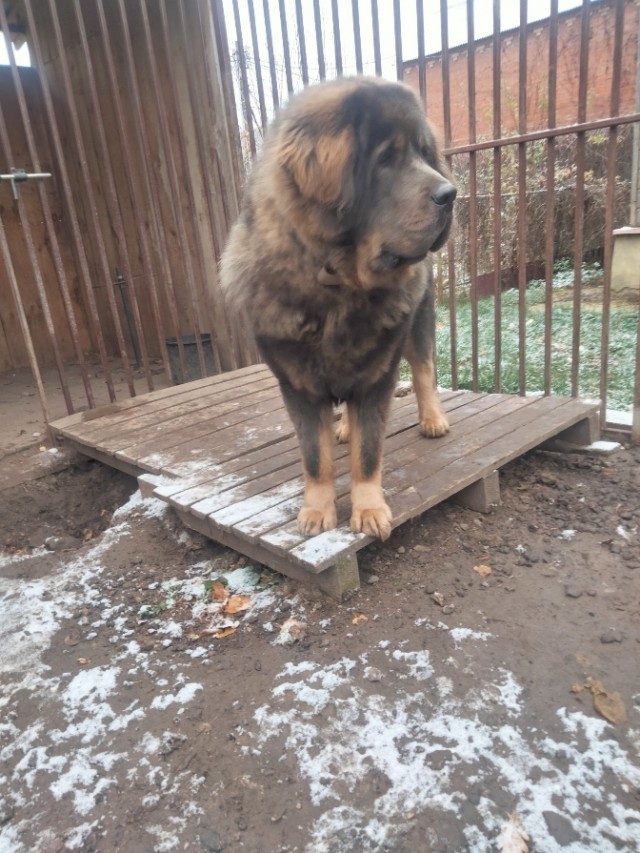 Ветеринар показал породы кошек и собак, которые он никогда бы не взял.