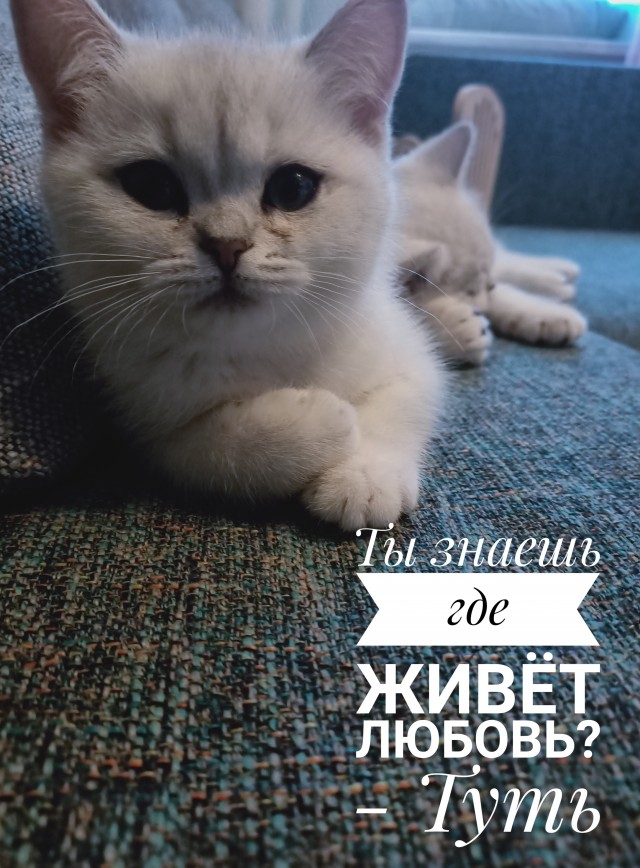 Котовторник